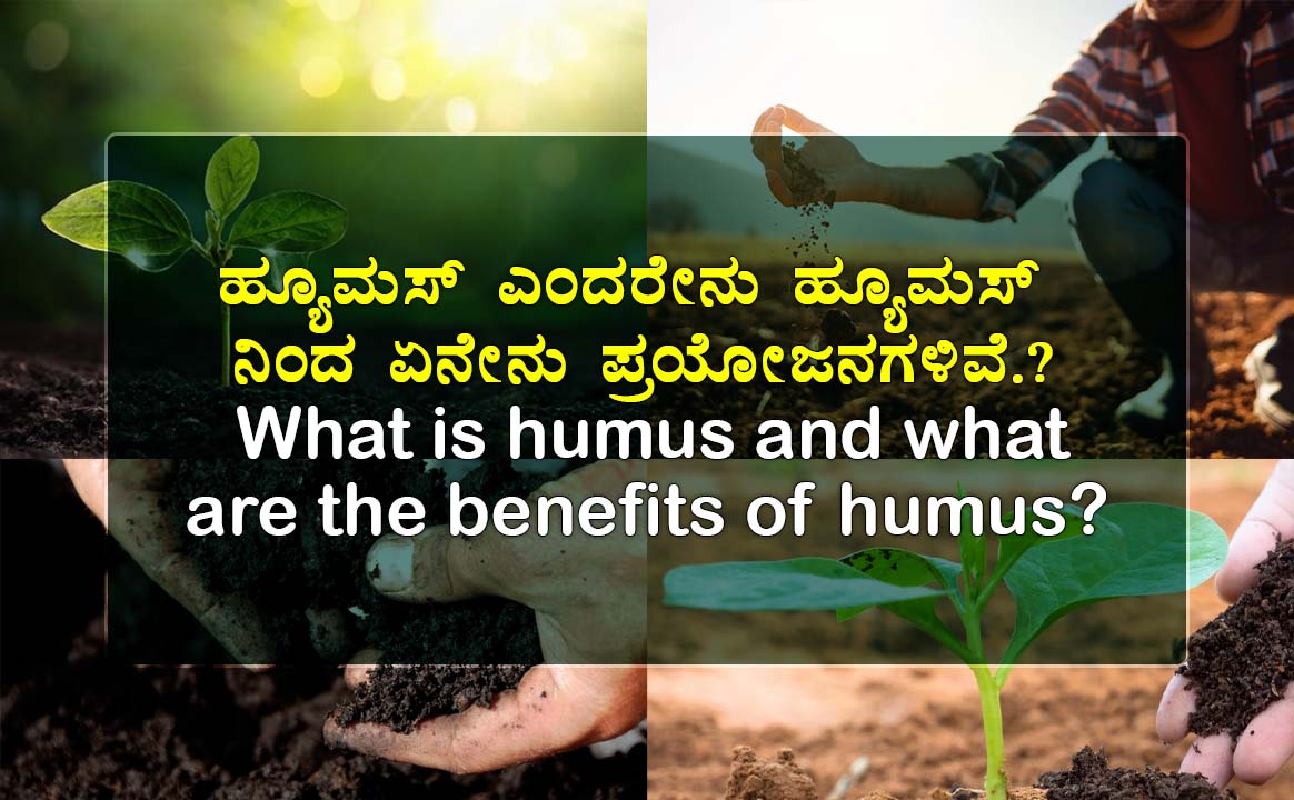 What is humus and what are the benefits of humus?