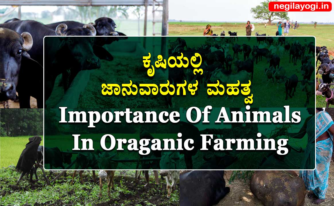 organic farming