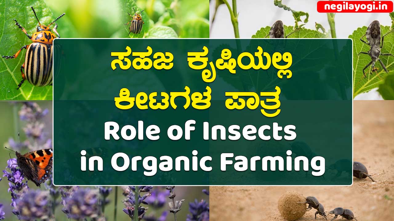 Role of Insects in Organic Farming