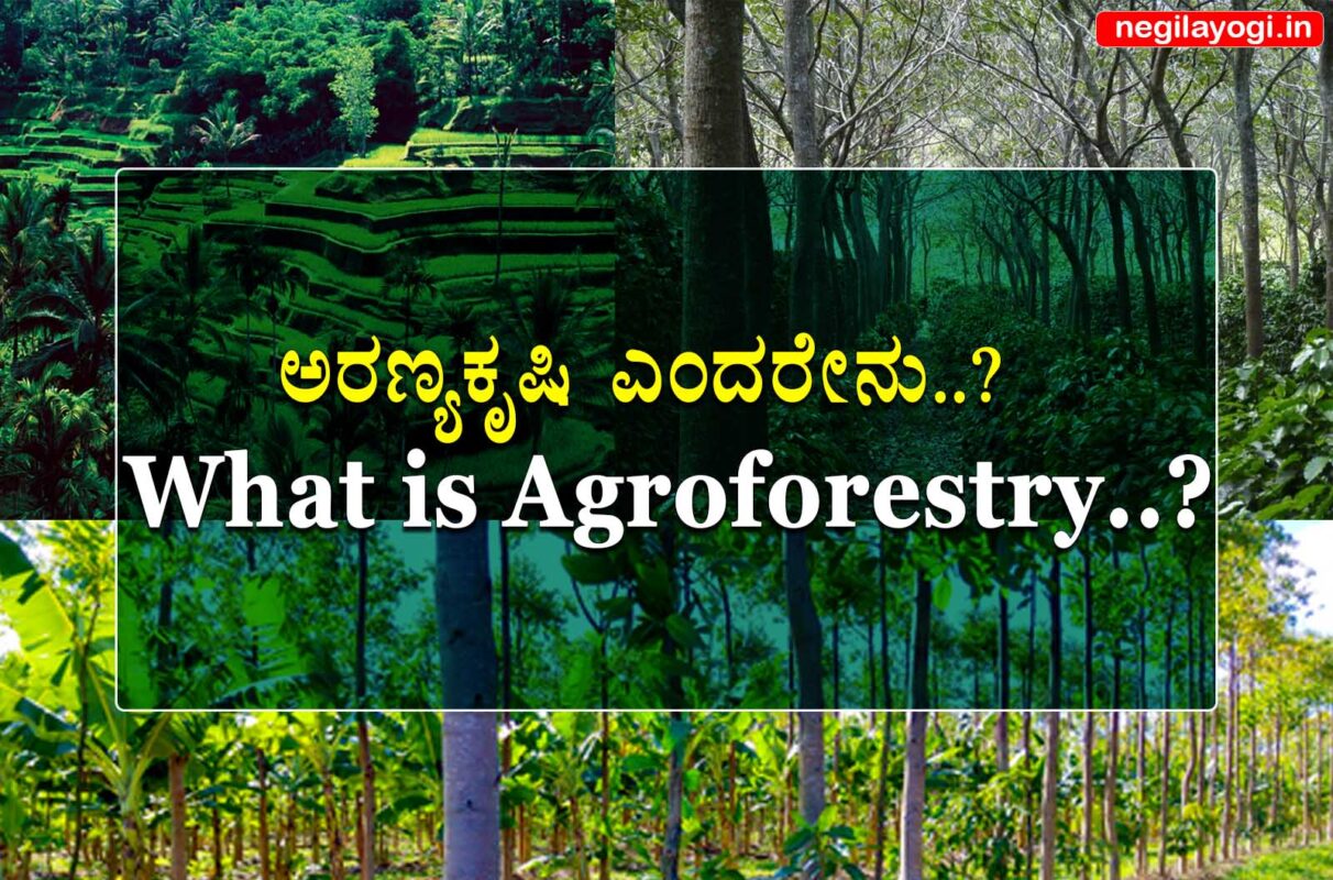 agroforestry